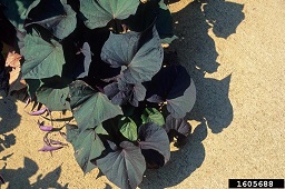 Cultivar: Ipomoea batatas 'Blackie'