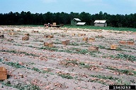 Filled wooden boxes at harvest. (ca. 1970?)