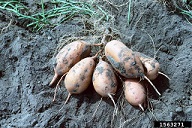 Sweetpotato roots, cv. 'Pope' still attached to plant after digging with a plow (Oct77)
