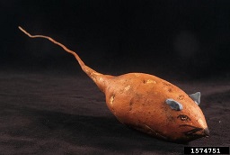 It's not hard to see where the long tapered end of sweetpotato gets the name "rat tail" April 1998
