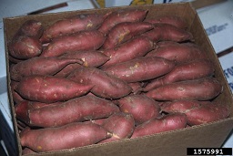 High quality packed carton of red-skinned sweetpotato. December 1998