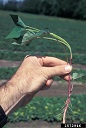 A sweetpotato "slip" or transplant ready for transplanting. May 1997