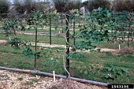Trellised sweetpotato plants used by plant breeder to develop improved cultivars.~1974