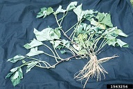 Young plant showing enlarging roots
