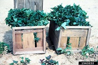 Sweetpotato slips (plants) packed in bushel boxes to be taken to the field and planted