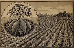Illustration: Sweet Potato, Vineless Gold Coin Prolific