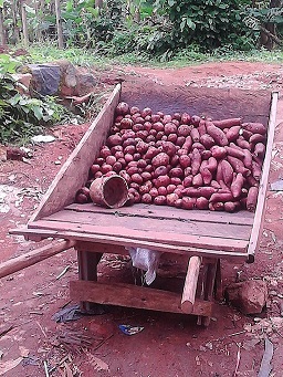 A local cart carrying sweet potatoes
