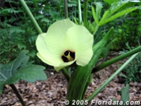 Okra Blossom and Pod