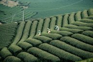 Tea plantation in Vietnam