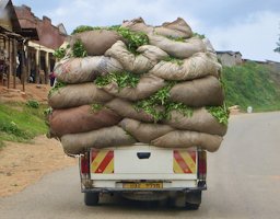 Transporting fresh harvested tea leaves!