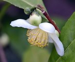 Camellia sinensis